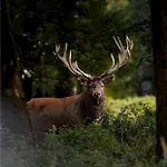 Slow Refuge בית נופש *